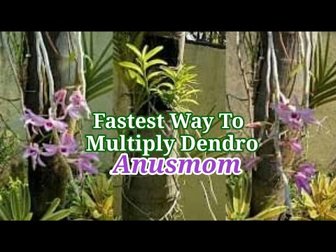 Fastest Way To Multiply Your Dendrobium Anosmum Orchid