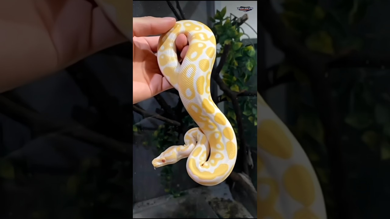 Золотистый питон-альбинос — самая редкая змея, которую вы когда-либо увидите! 