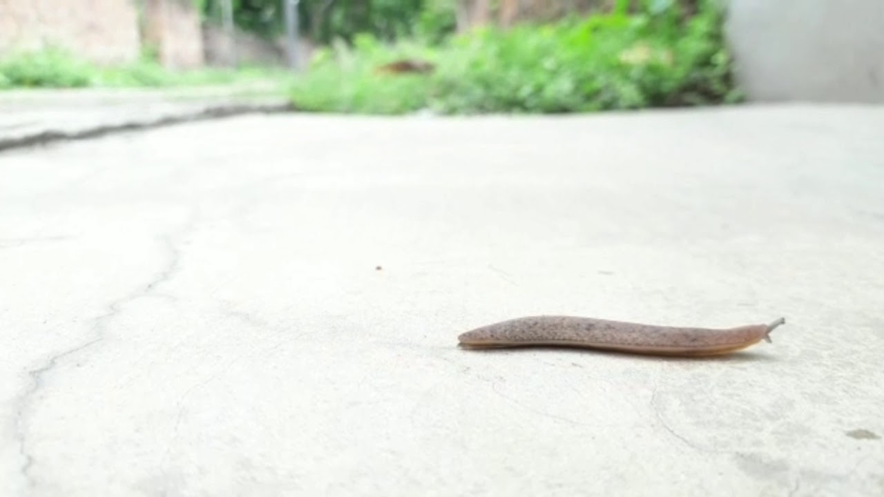 Different types of worm.