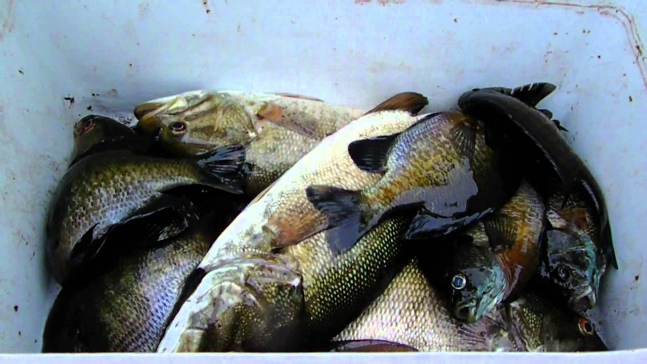 Fishin' 2013 Lake Nebagamon YouTube