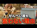 奈良の鹿がせんべい屋を襲わない理由