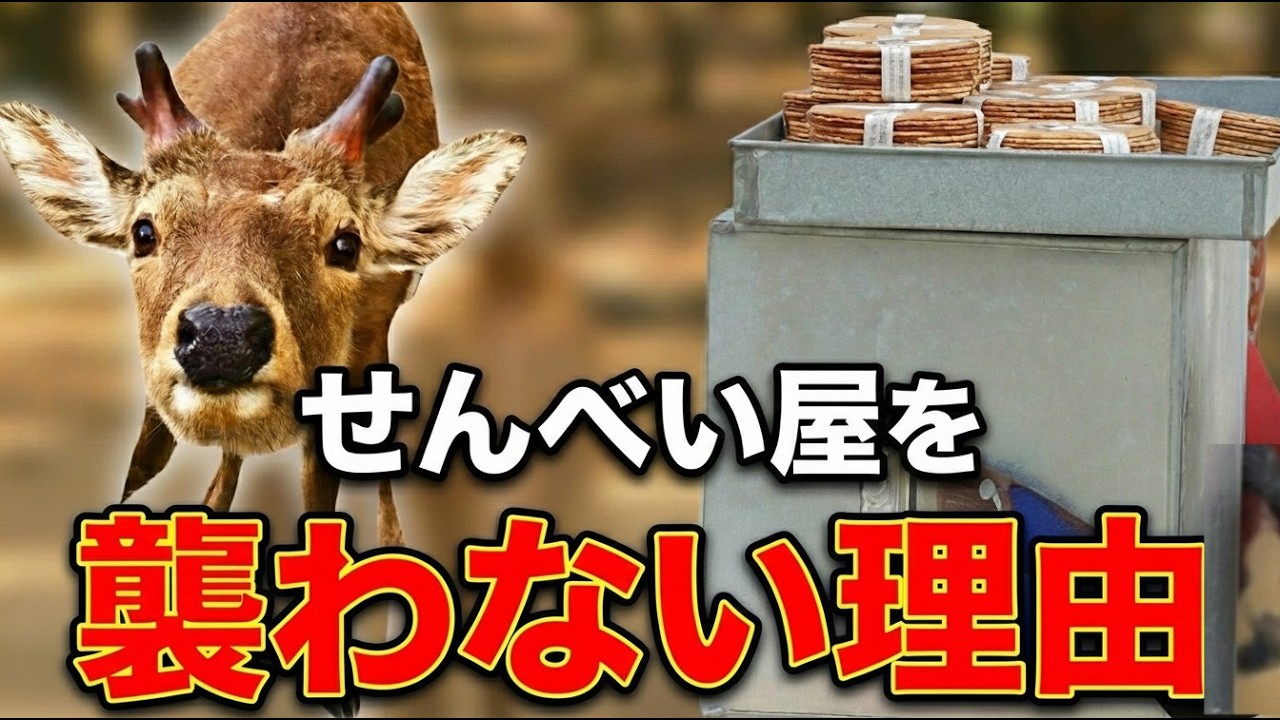 奈良の鹿がせんべい屋を襲わない理由