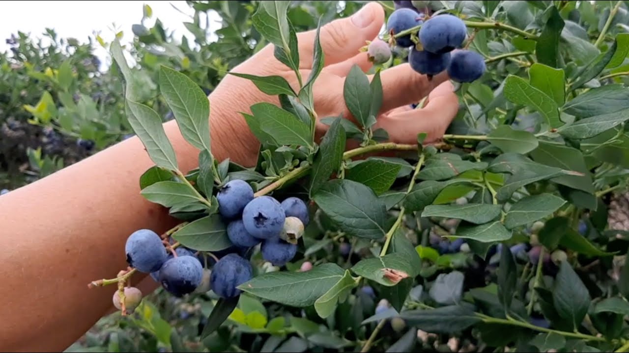 How we Pick Blueberries by Hand 🫐 | Blueberry Barn