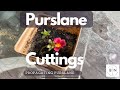 Propagating Purslane from Cuttings
