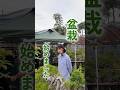 盆栽 始めました