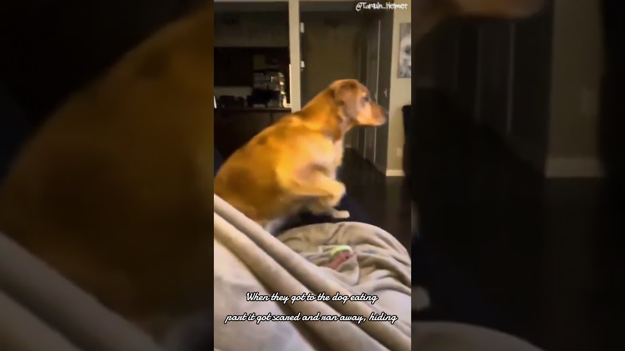 Dog into politics 😂 