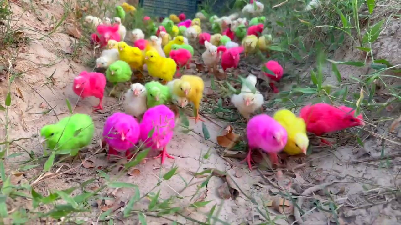 Catch cute chickens, colorful chickens, ducks, rabbits, turtles, cute animals, Colourful Chicks