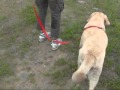 犬のしつけ：３メートルリードの練習