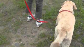 犬のしつけ：３メートルリードの練習