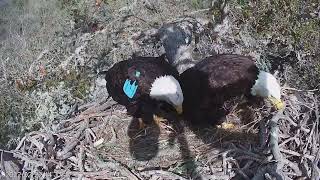 Fraser Point Bald Eagle Nest, 02/22/22 by Institute for Wildlife Studies 1,125 views 2 years ago 1 minute, 18 seconds