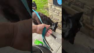 Oscar & Waylon go to the nice side of the tracks. tool talk, babble babble