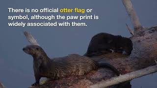 Gay Otter - What is it? What does it mean?