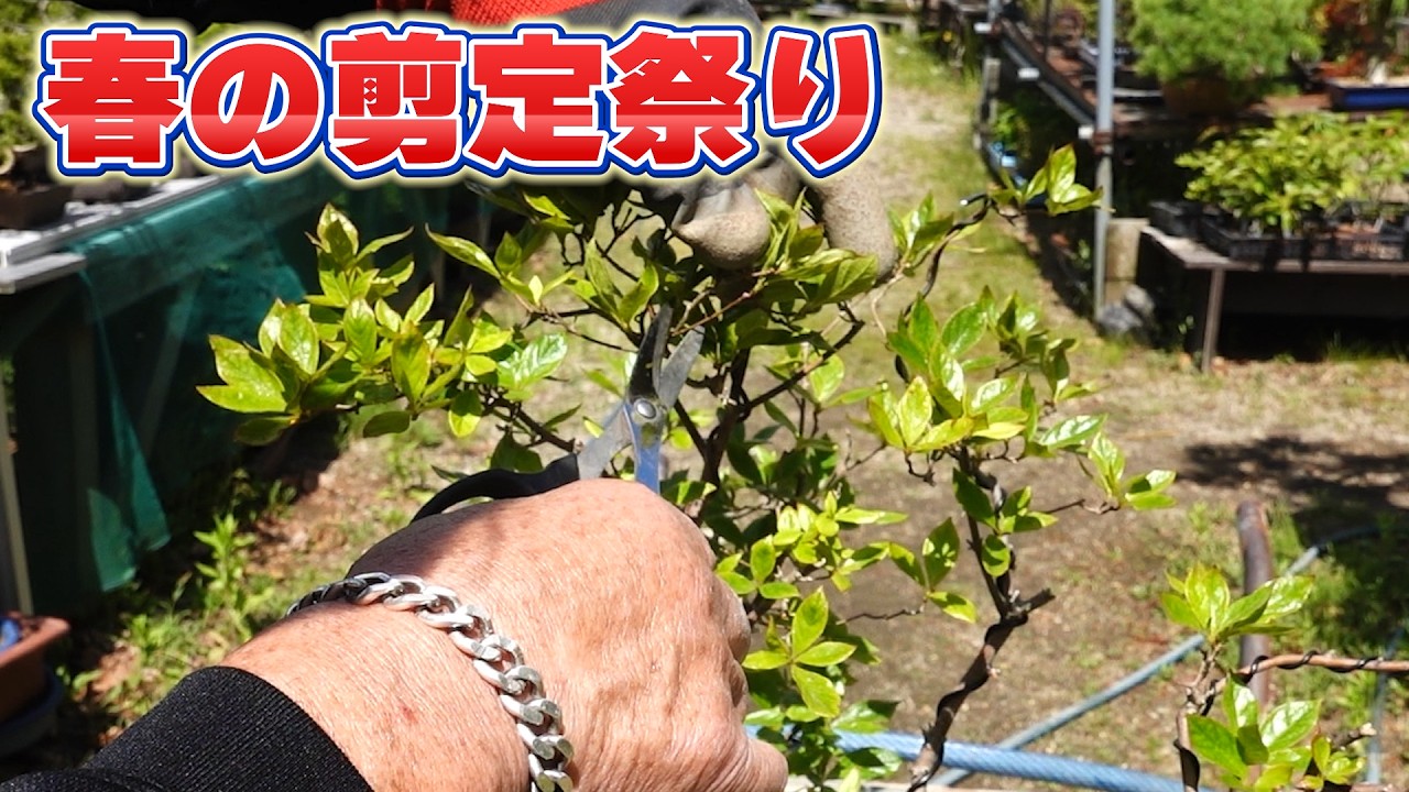 超レアブーゲンビレア 剪定前のラストチャンス（6月23日に剪定予定のため） Spring Pruning Festival - YouTube