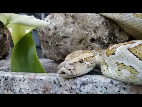 Python snackes ibrid r1 75% Python bivittatus 25% Python natalensis