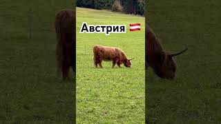 Австрия 🇦🇹 Люди держат много разной живности! #automobile #красота #travel топ #красотадуши