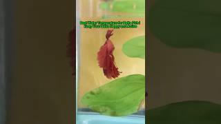 Best Water Temperature for Betta Fish | Keep Your Betta Happy and Active