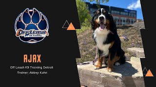 Training Adventures with Ajax: A 1 Year Old Bernese Mountain Dog