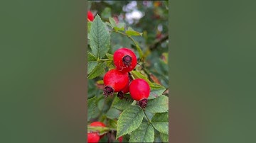 سورة التين | تلاوة خاشعة | الشيخ ماهر المعيقلي