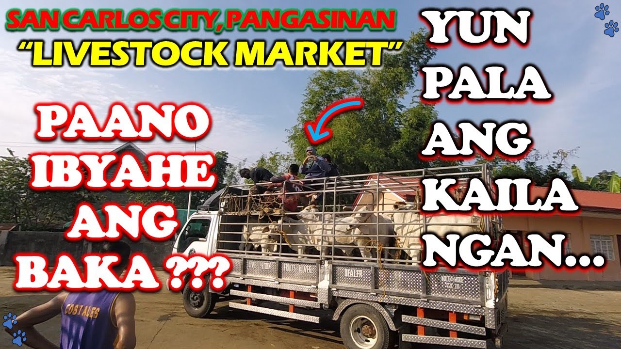 MURANG BILIHAN NG MGA HAYOP-SAN CARLOS CITY, PANGASINAN-LIVESTOCK MARKET-PAANO IBYAHE ANG BAKA?
