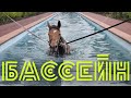 Купание лошадей в бассейне