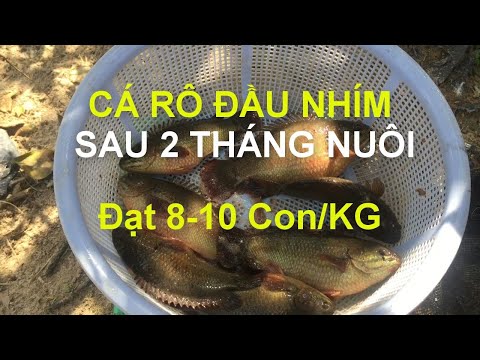 Video Trọng lượng cá rô đầu nhím sau 2 tháng nuôi | Đó đây TN - youtube