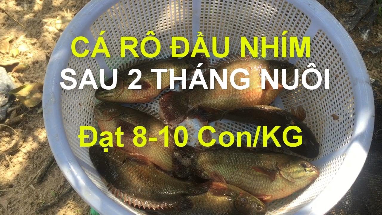 Trọng lượng cá rô đầu nhím sau 2 tháng nuôi | Đó đây TN