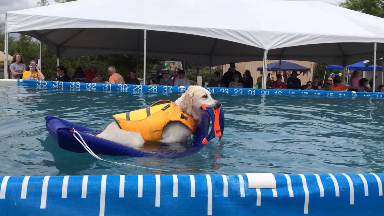 Lazy Dog Loungers at the DockDogs Event