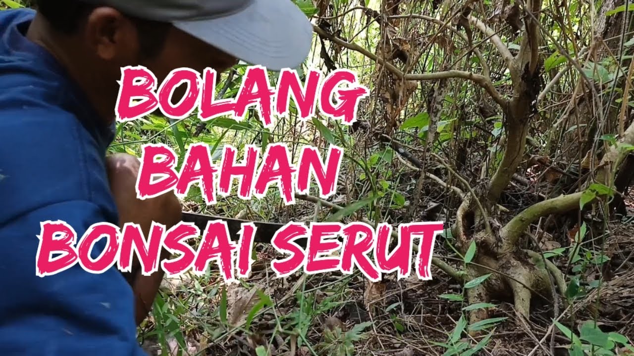 Bolang Bahan Bonsai Serut