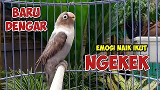 SUARA LOVEBIRD FIGHTER NGEKEK PANJANG PANCING EMOSI, BARU DENGAR SUARANYA LANGSUNG PANAS IKUT NGEKEK