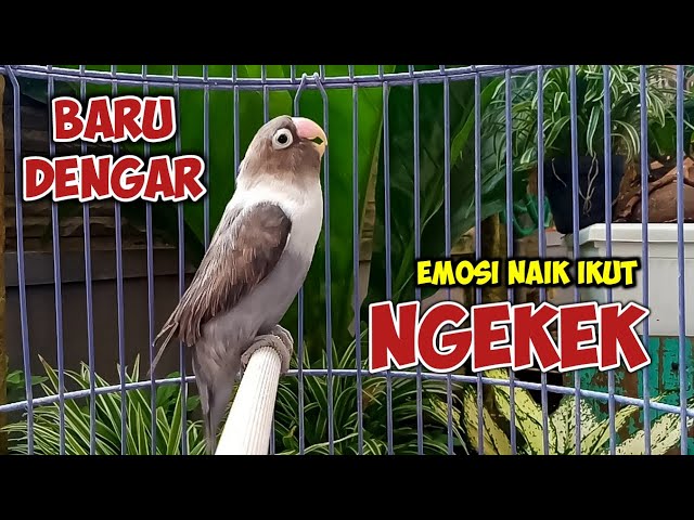 SUARA LOVEBIRD FIGHTER NGEKEK PANJANG PANCING EMOSI, BARU DENGAR SUARANYA LANGSUNG PANAS IKUT NGEKEK class=