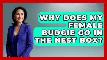Why Does My Female Budgie Go In The Nest Box? - Bird Watching Diaries