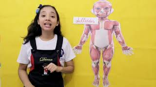Sistema muscular Sistema muscular