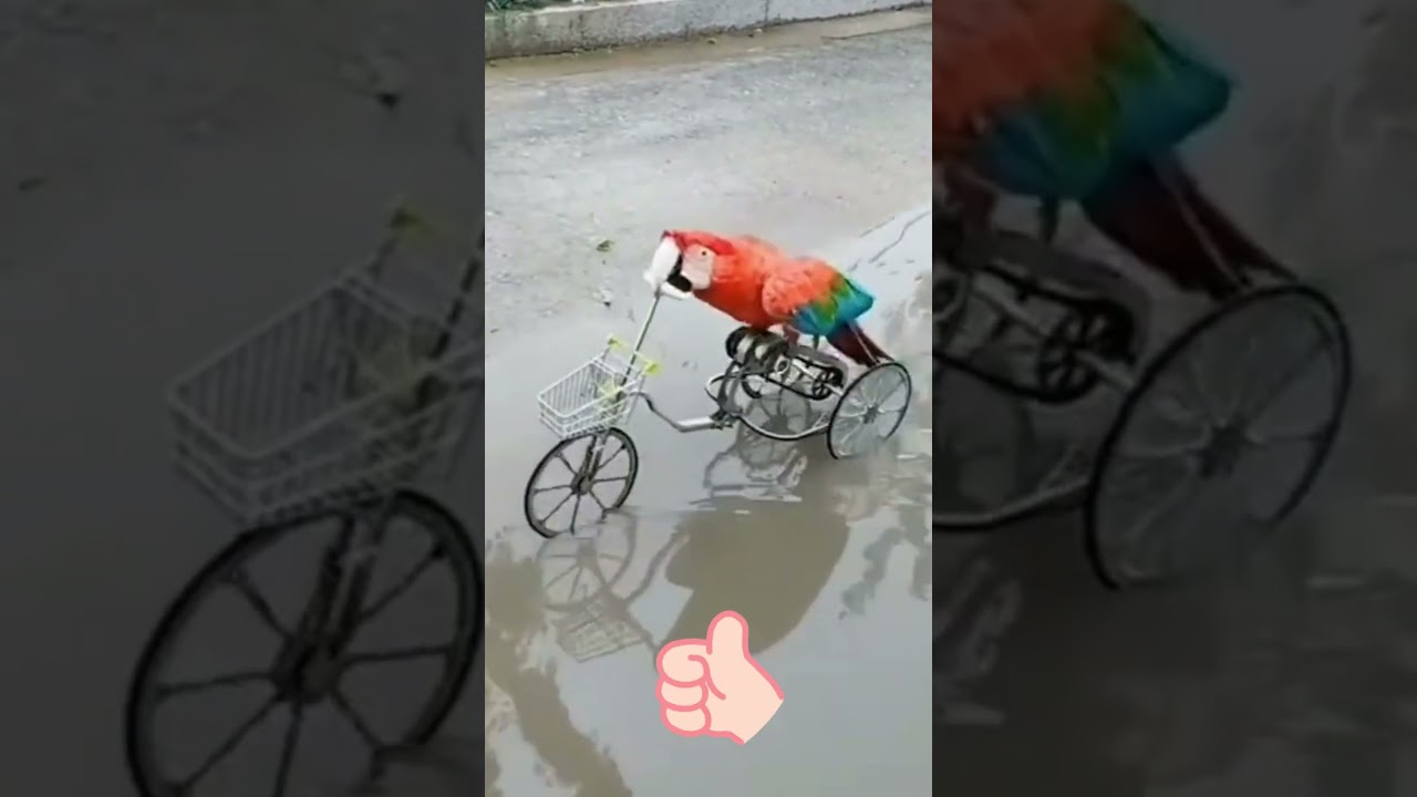 Cute Bird Moments: Hilarious Parrot Riding a Bicycle with Ease 
