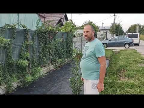 Video: Care Este Diferența Dintre Plantele Inferioare și Cele Superioare