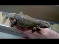 Uromastyx Nigriventris juveniles amarillos