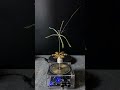 Lightning + plants part3