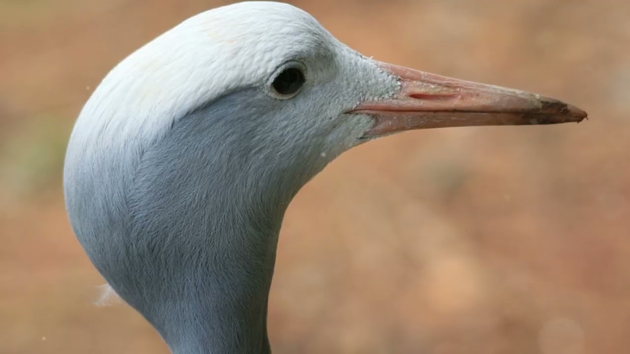 The Blue Crane - South Africa's National Bird
