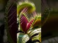 Can Plants Hear Sounds? The Shocking Truth! | ILM Pulse Science