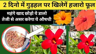 2 दिनों मे खिलेगें हजारो फूल,गुड़हल के सारे रोग जड़ से खत्म जून के शुरू में ये औषधी डालें