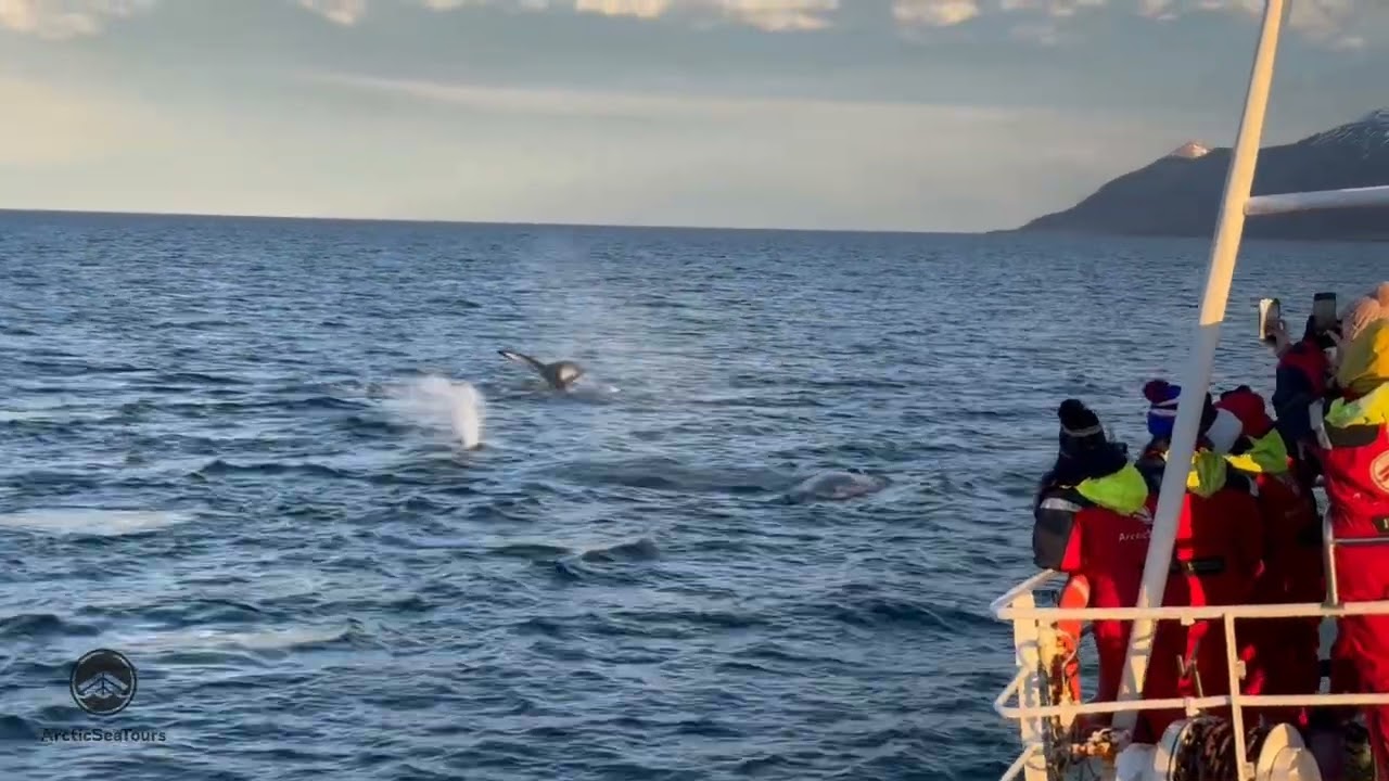 Four humpback whales north of Hrísey Island