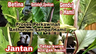 HOW TO CROSS-BRAND ANTHURIUM UNTIL YOU GET PREGNANT