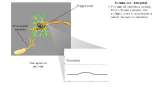 Celebrity Summation - defined, spatial, temporal & AP generation or not Profile
