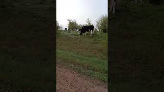 Коровы спокойно пасутся. #cows #коровы