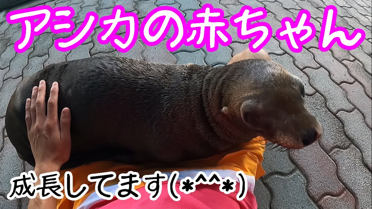 コエルの成長～OkekeGaNukeke～【カリフォルニアアシカ】
