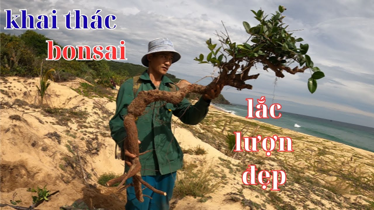 đi dọc bờ biển để khai thác những cây bonsai lắc lượn đẹp