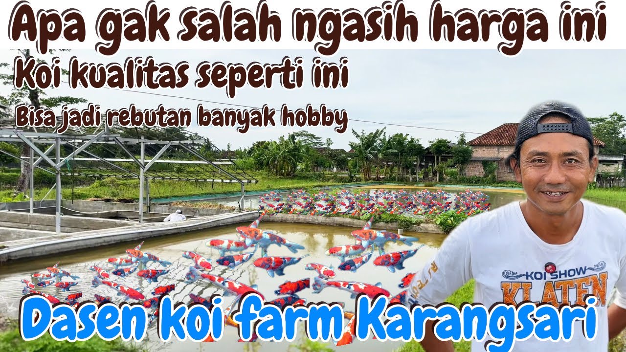 Petani koi ini apa tidak salah ngasih harga ya⁉️bagus murah‼️gede murah