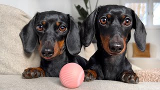 How do Dachshunds react to a wobbly ball.