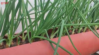 Cultivarea legumelor în țevi PVC, o soluție pentru spațiile mici