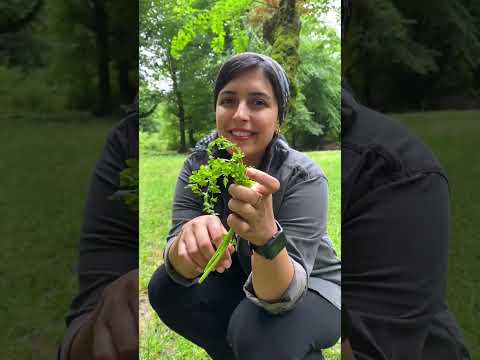 گیاه اناریجه که در مازندران و گیلان رشد میکنه