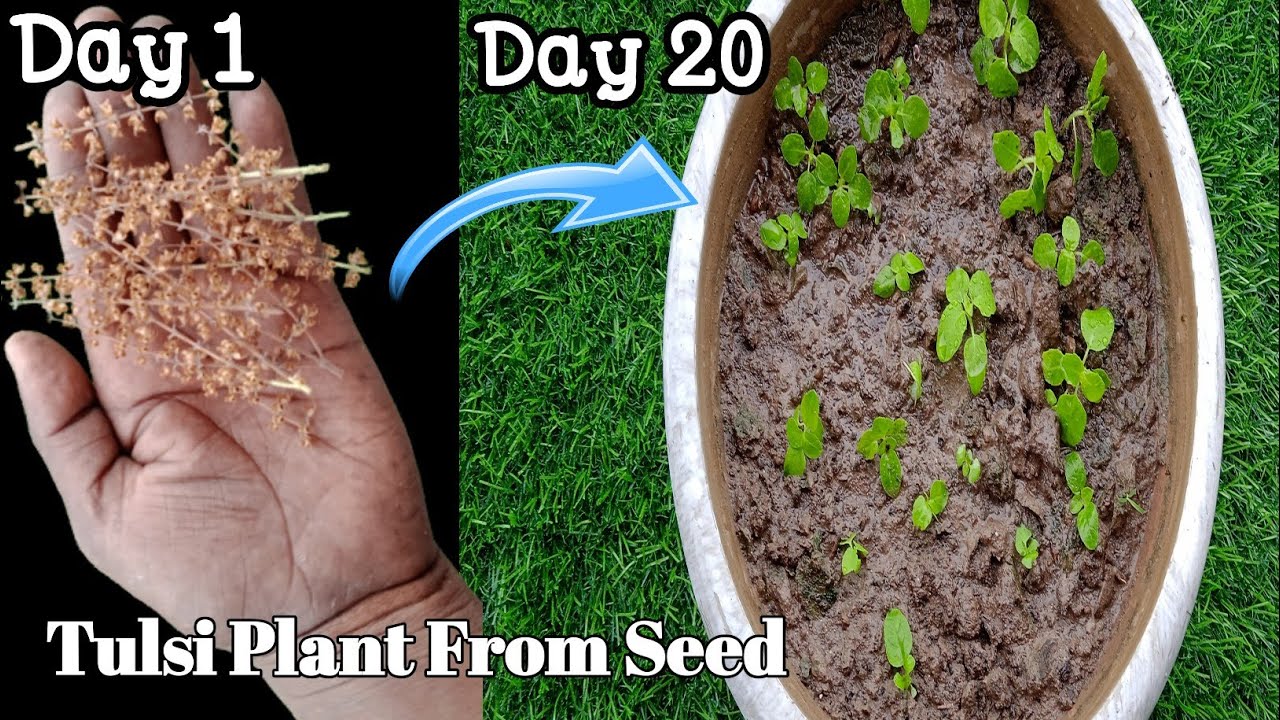 Easiest Way to Grow Tulsi Plant from Seeds Holy Basil, तुलसी को बीज से